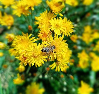 La ferme des roselières