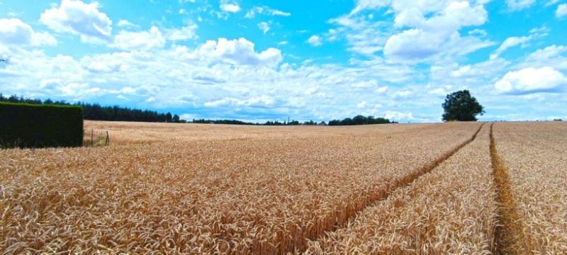 Terrain - 12 138 m²