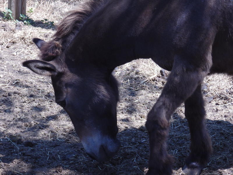 Animations à la ferme pédagogique
