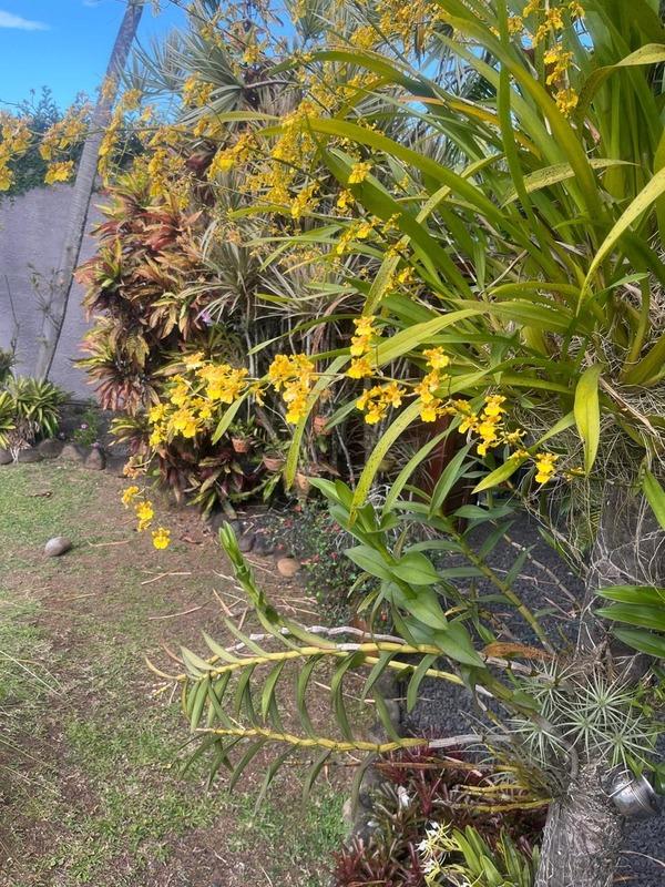 Villa - 236 m² - 6 pièces