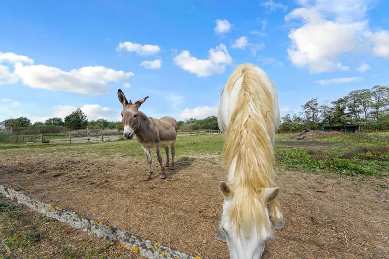 Maison - 300 m² - 11 pièces