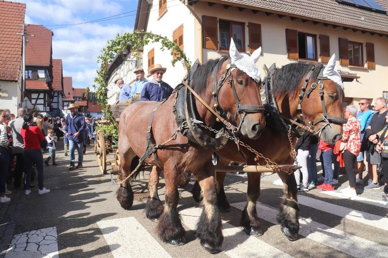Les vendanges d'antan