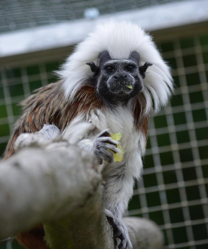 La Réserve Exotique