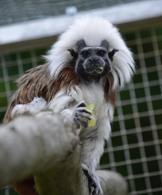 La Réserve Exotique