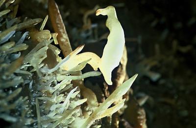 Février Gourmand à la grotte de Maxange