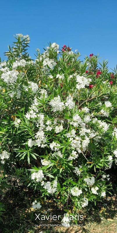 Maison - 192 m² - 5 pièces