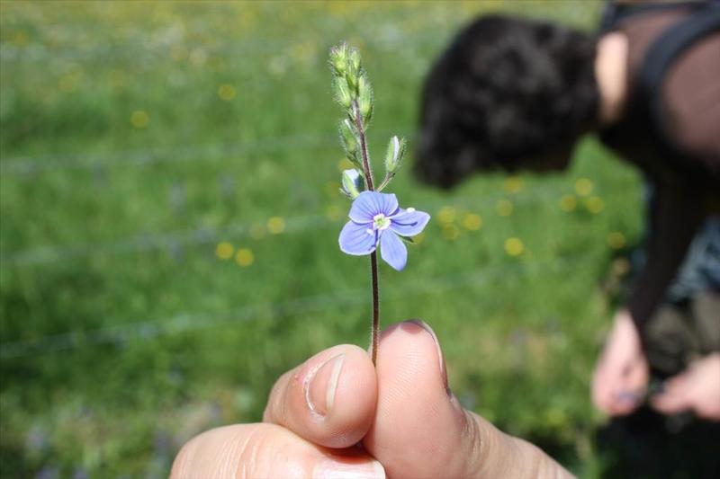 Les plantes et les bords des chemins