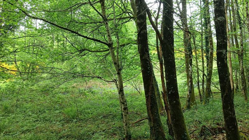 Terrain - 11 608 m²