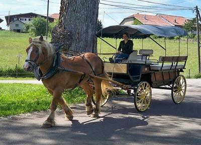 Les attelages du gros bois - vacances en roulotte avec cheval - balade en calèche