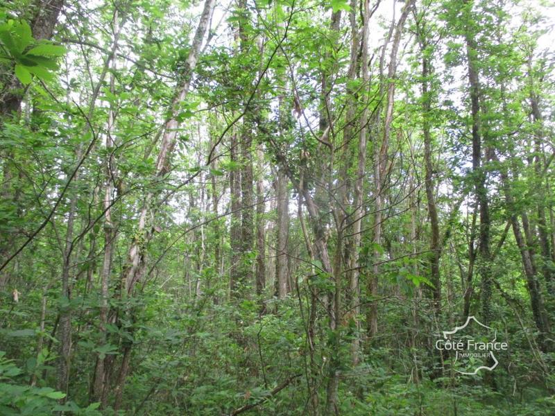 Forêt - 35 495 m²