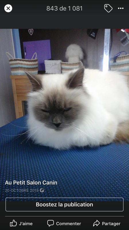 Au petit salon canin