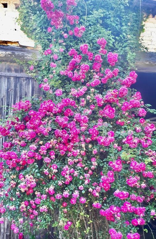 Maison en pierre - 220 m² - 7 pièces