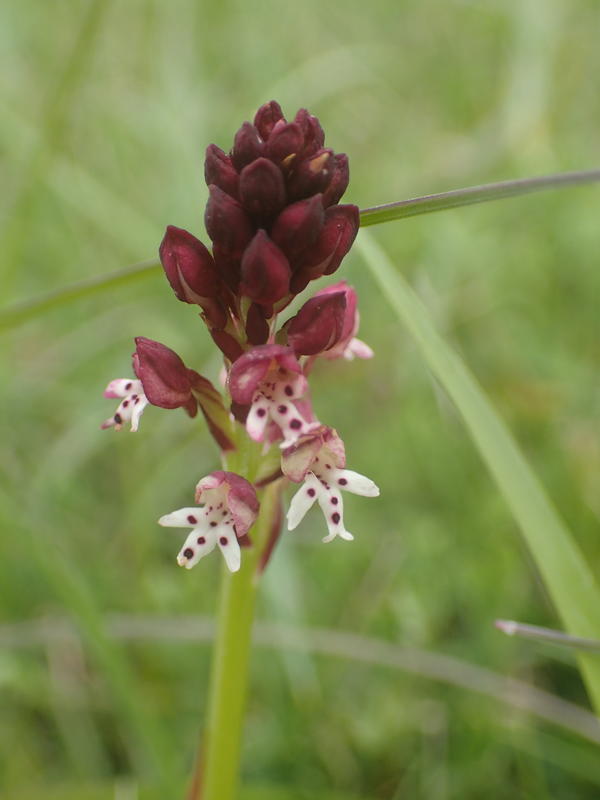 Stage Botanique et Usages des Plantes