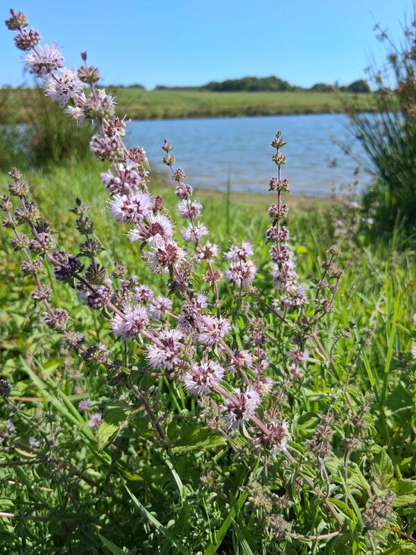 Balade à la découverte des plantes sauvages et comestibles