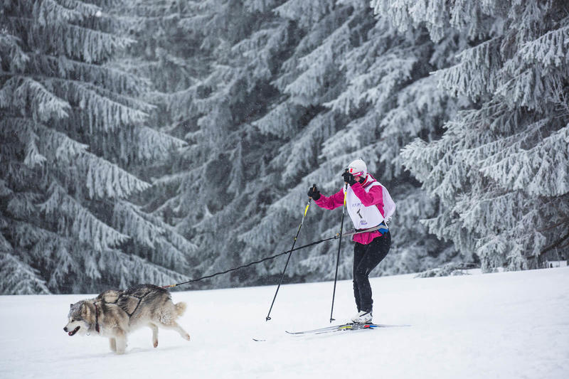 Course de chiens de traîneaux