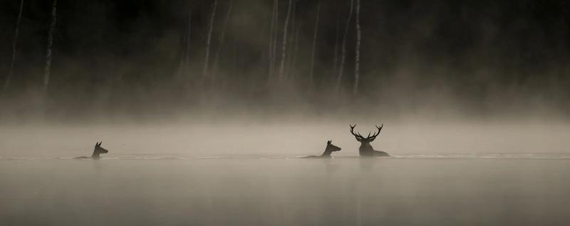 Film - le chant des forêts