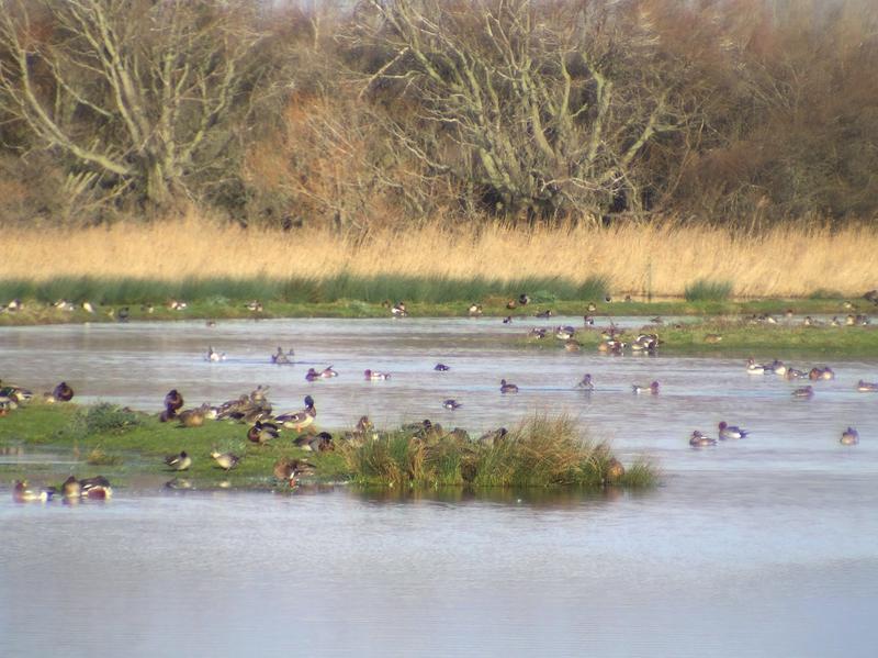 Journée mondiale des zones humides