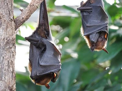Le marais la nuit, à la découverte des chauves-souris