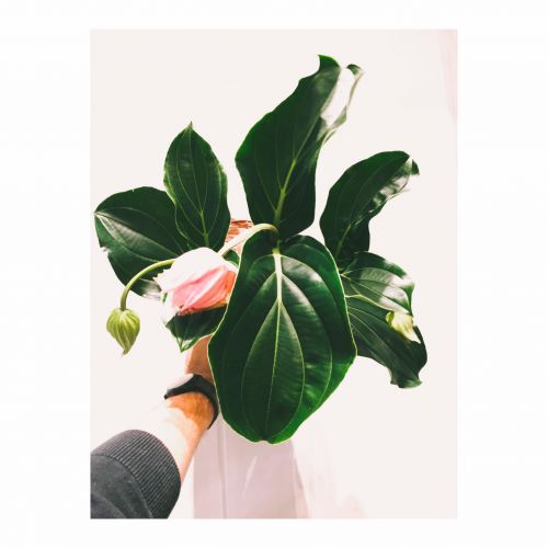 Les fleurs, c'est lui!!!