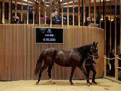 Vente aux enchères de chevaux : Vente d'élevage