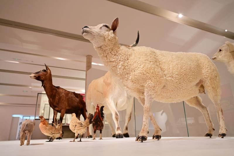 Spectacle musical "Histoires d'animaux"