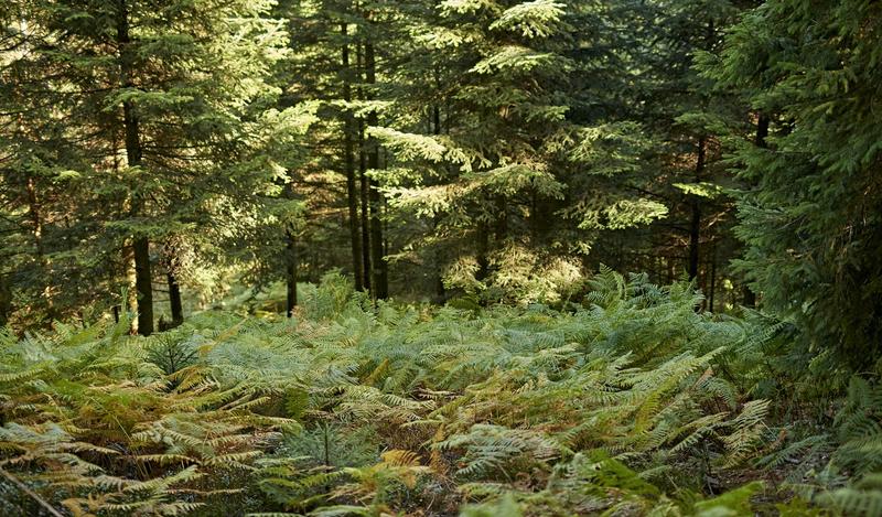 Sentiers Plaisir : le sommet du Donon