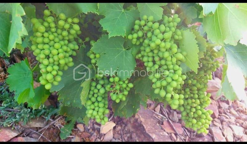 Terrain - 47 000 m²