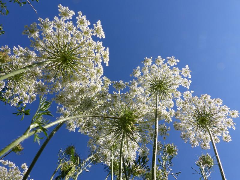 Sortie rando-naturo, à la découverte des plantes