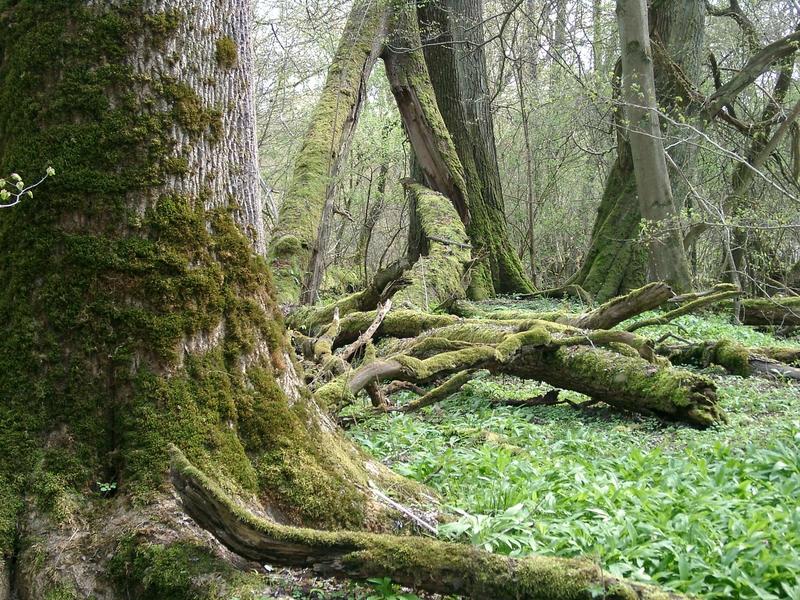 Visite guidée de la réserve naturelle de la forêt d'Offendorf : Initiation chants d'oiseaux