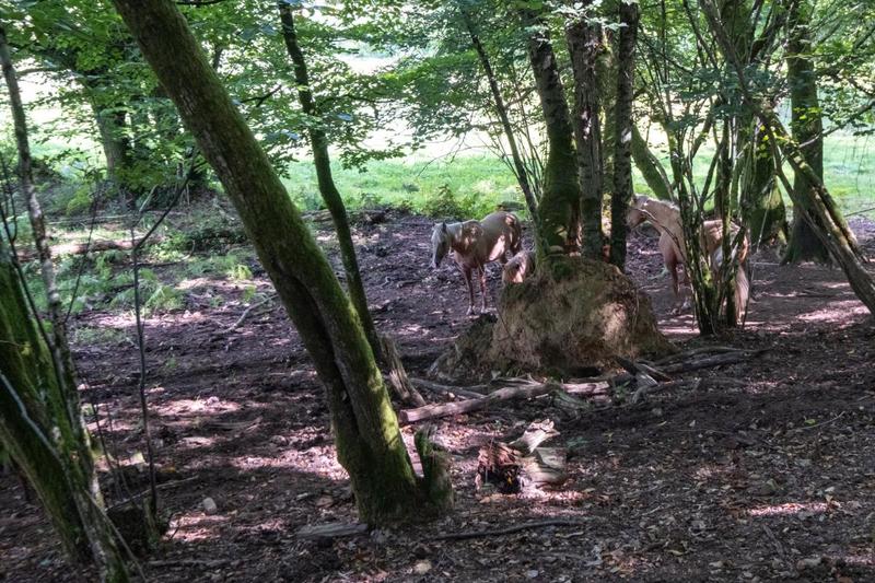 Propriété - 308 m² - 12 pièces