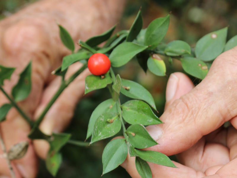 Promenade sur les rives de la Leyre