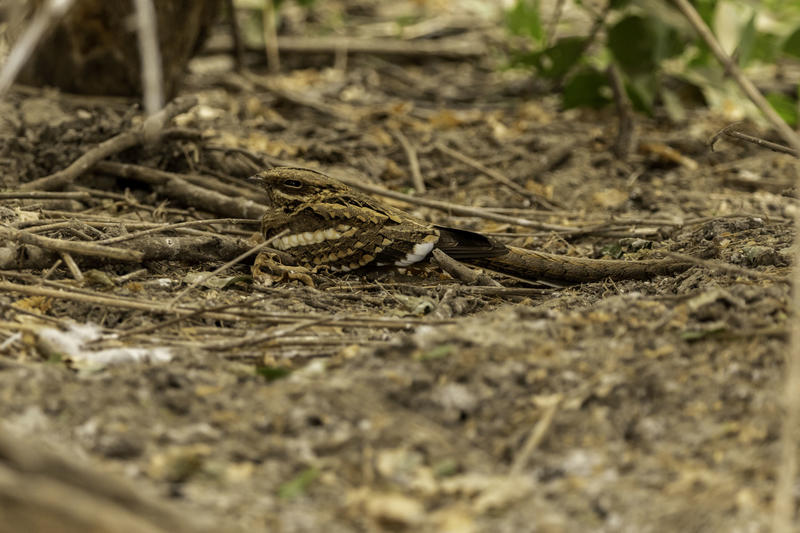 Crépuscule en Forêt : l’engoulevent et autres animaux nocturnes en parade – Nouveauté 2026