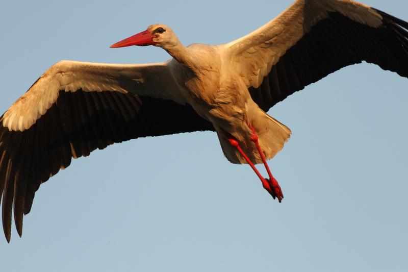 Les cigognes blanches hivernantes