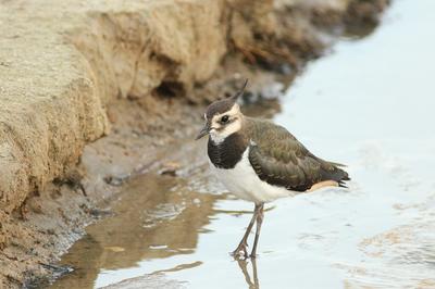 Les oiseaux du marais