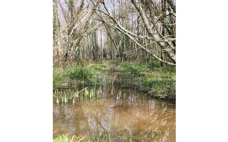 Sortie botanique : exploration d’une aulnaie