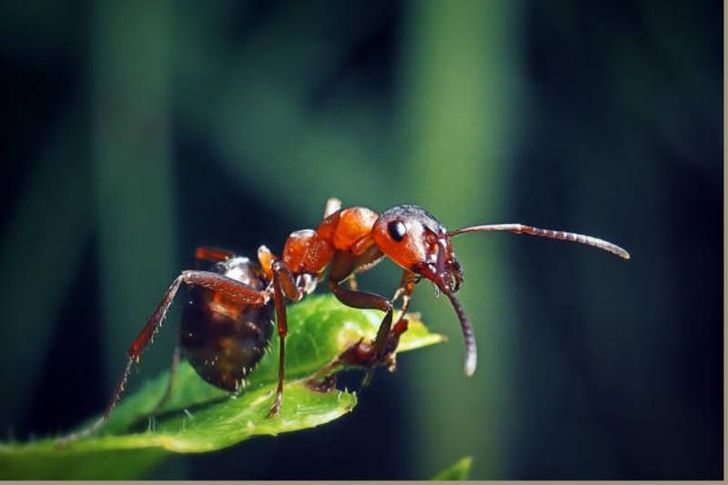 Le monde des fourmis