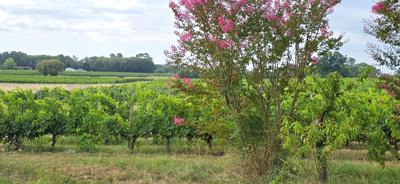 Maison - 180 000 m² - 12 pièces