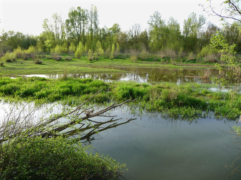 Le réveil de la nature sur l'Ile de la Folie à Chaumont-sur-Loire