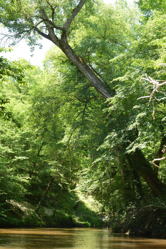 Exposition de Christophe Delaleau - "Hêtre au monde"