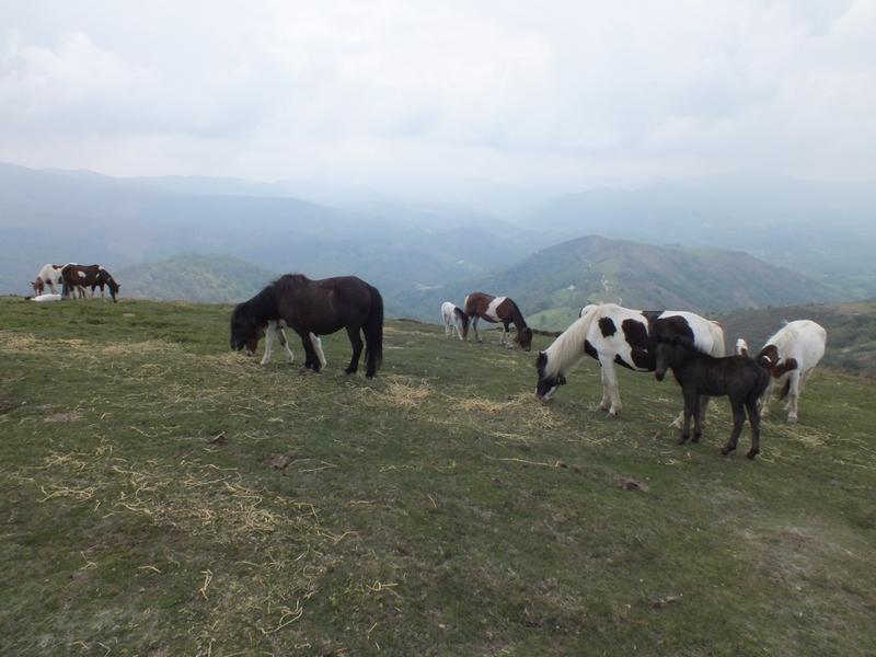 Sortie nature Cpie Pays Basque : "Le Pottok en sa demeure"