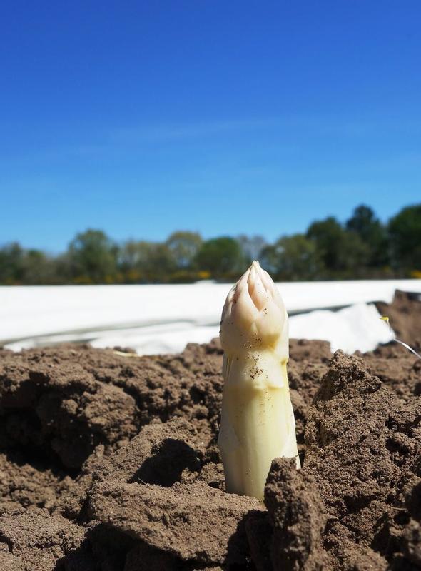 Savez-vous récolter les asperges ?