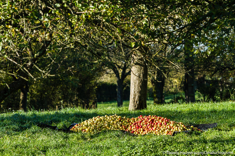 Randonnée gourmande "Jusqu'au vergers de Cidricchus"