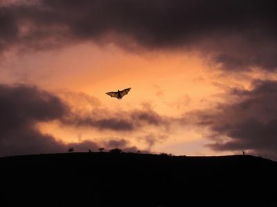 L'Abc du Haut-Minervois - Nuit de la Chauve-Souris