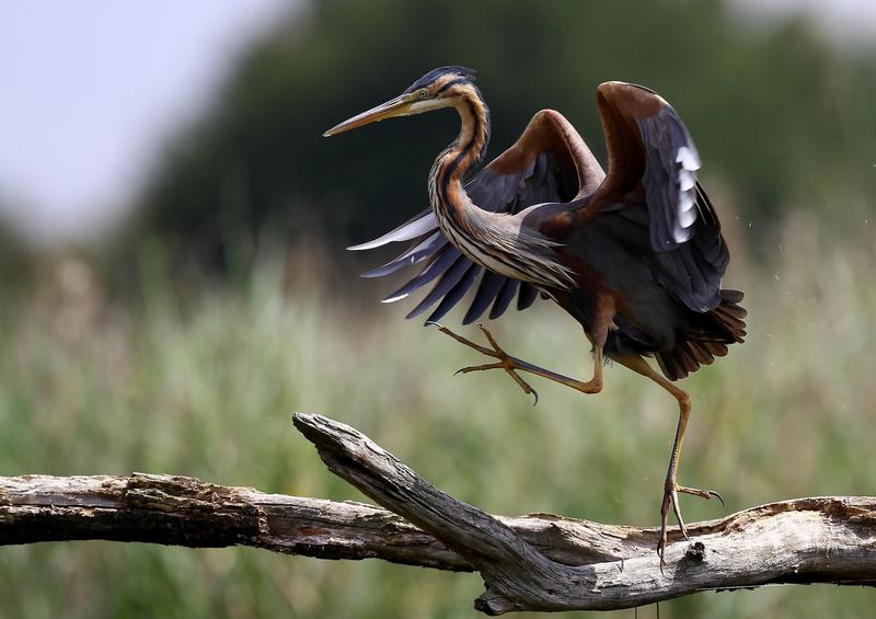 Les petites bêtes de la Gargaude