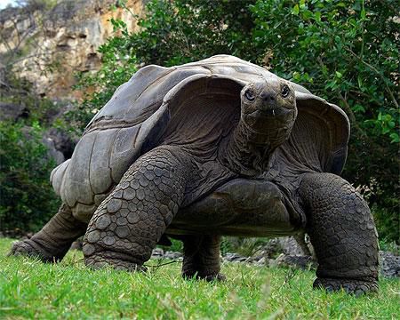 La Vallée des Tortues