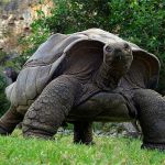 La Vallée des Tortues