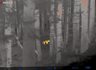 Observation nocturne des mammifères vosgiens