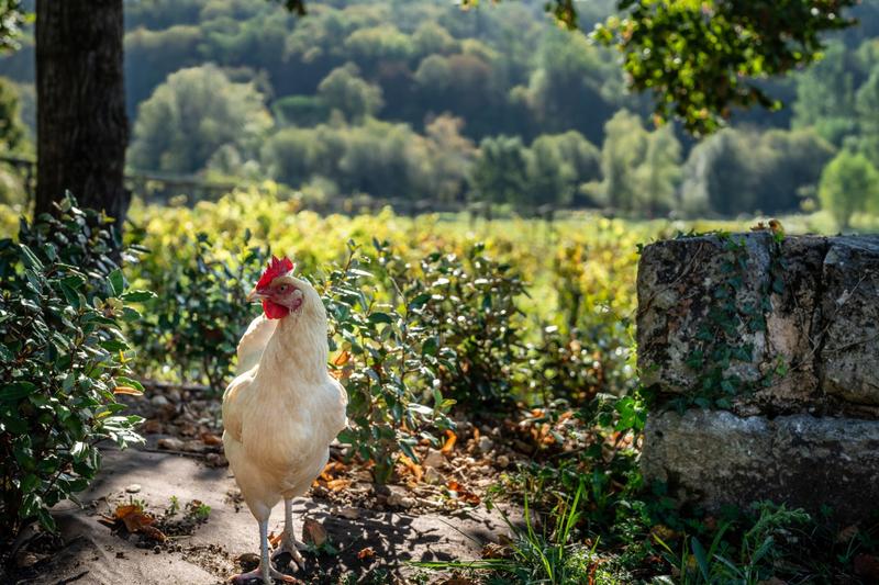 Maison - 785 m² - 15 pièces