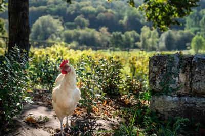 Maison - 785 m² - 15 pièces