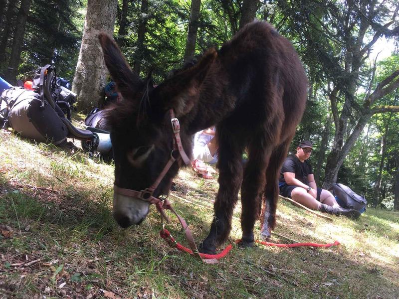 Activité : médiation asine